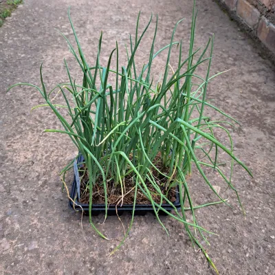 Onion Australian 6 Pack Veg Seedlings