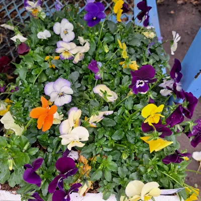 Viola Mixed Colours Seedlings 30 pack