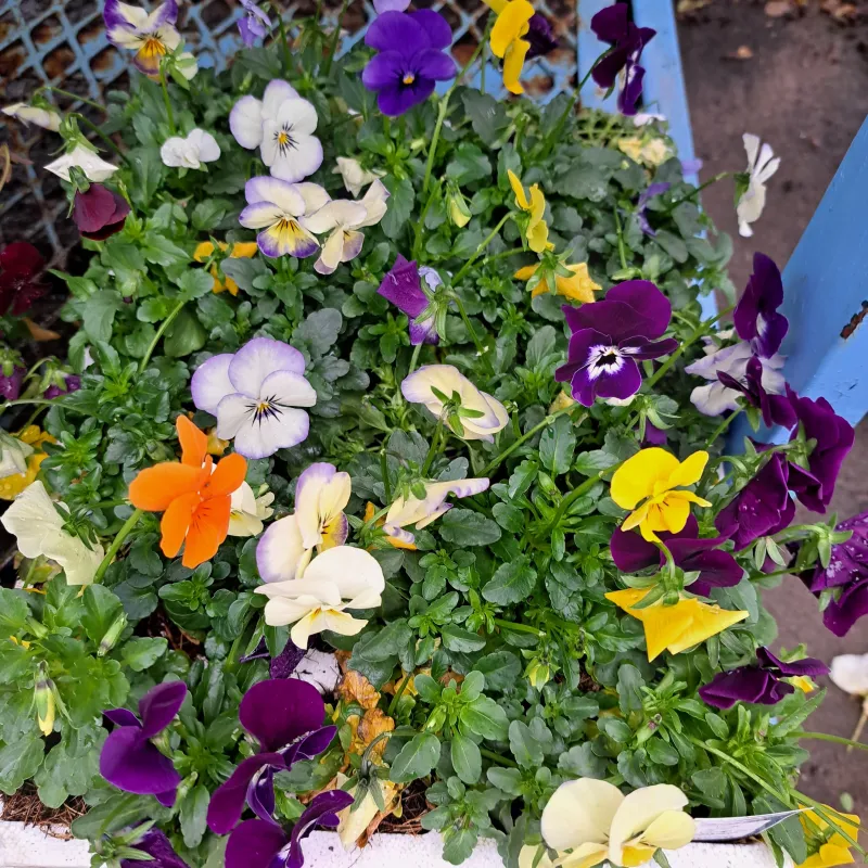 Viola Mixed Colours Seedlings 30 pack