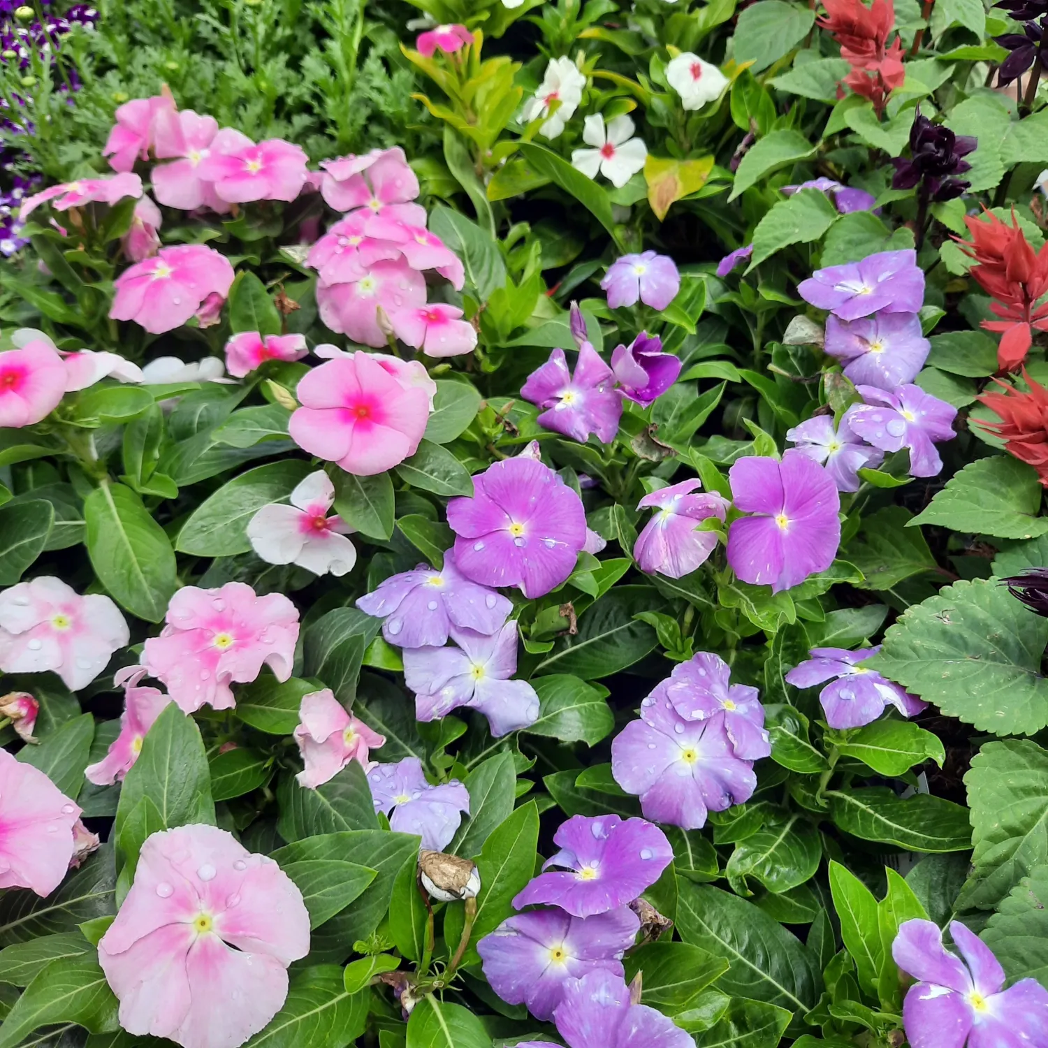 Vinca Mixed Colours Seedlings 6 Pack