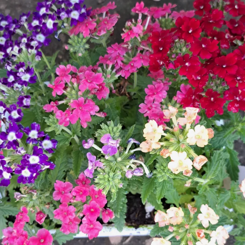 Verbena Mixed Colours Seedlings 30 Pack