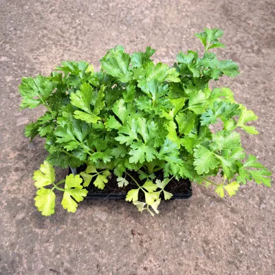 Celery Golden Self Blanching 6 Pack Herb Seedlings