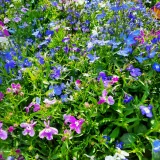 Lobelia Mixed Colours Seedlings 6 Pack