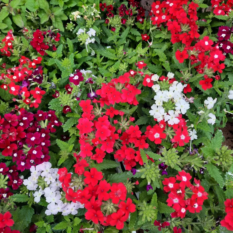 Verbena Mixed Colours Seedlings 6 Pack