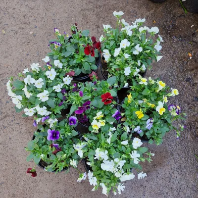 Viola Mixed Colours 15cm Pot