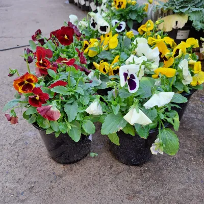 Viola x Wittrockiana "Pansy" Mixed Colours 15cmPot