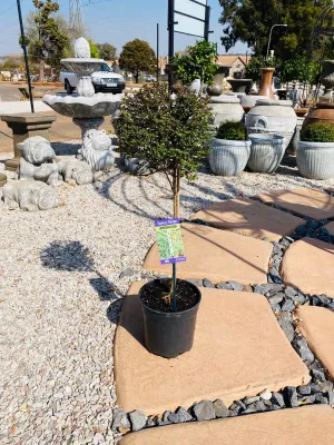 Lonicera Patio Standard 19cm Pot H800mm