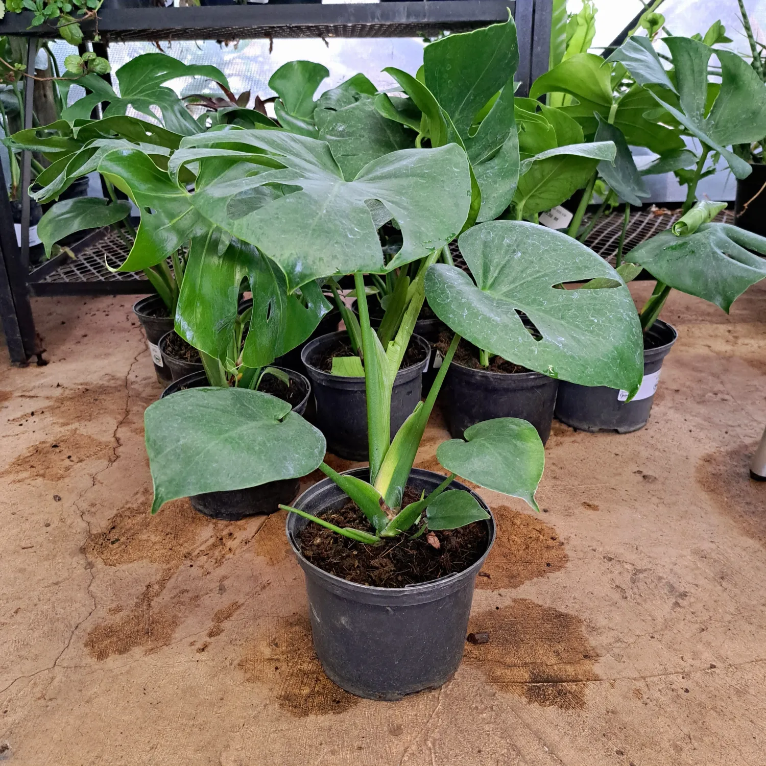 Monstera Deliciosa 17cm Pot