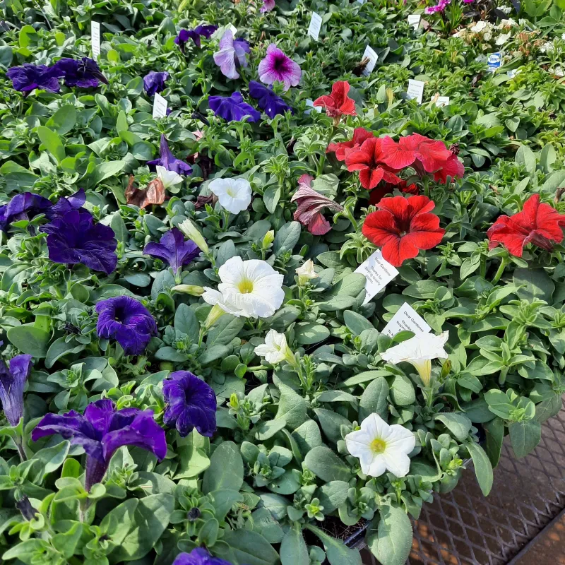 Petunia Mixed Colours Seedlings 6 Pack