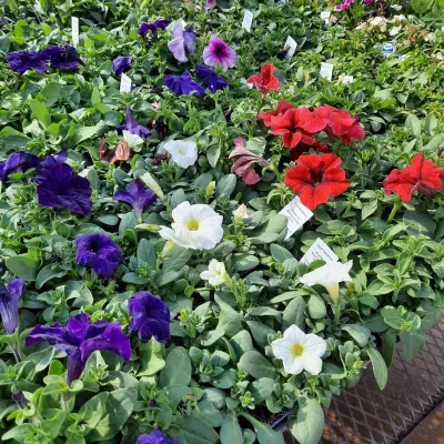 Petunia Mixed Colours Seedlings 6 Pack