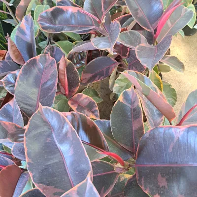 Ficus Elastica Ruby "Variegated Rubber Tree" 17cmPot