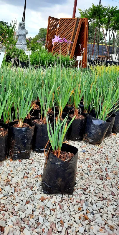 Tulbaghia Violacea "Society Garlic" 2Liter