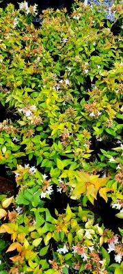 Abelia Grandiflora "Francis Mason" 1Liter
