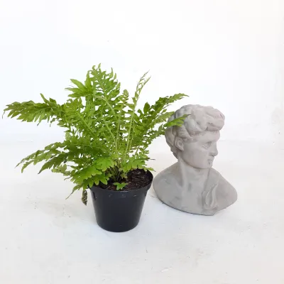 David Bust Small Cement Finish - H220mm x W180mm