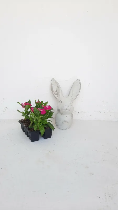 Bunny Small Cement Finish - H310mm x L200mm - 3kg