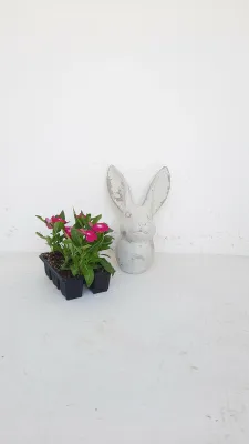 Bunny Small Cement Finish - H310mm x L200mm - 3kg