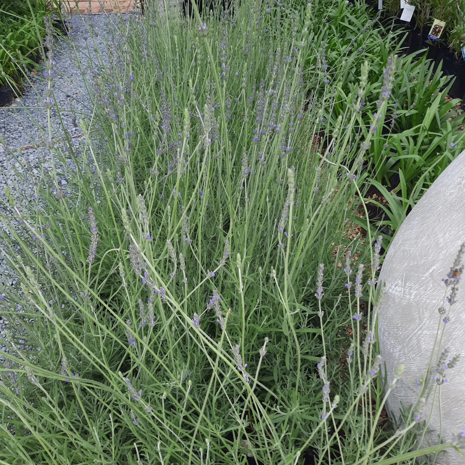 Lavandula &quot;Lavender&quot; Margaret Roberts 2L