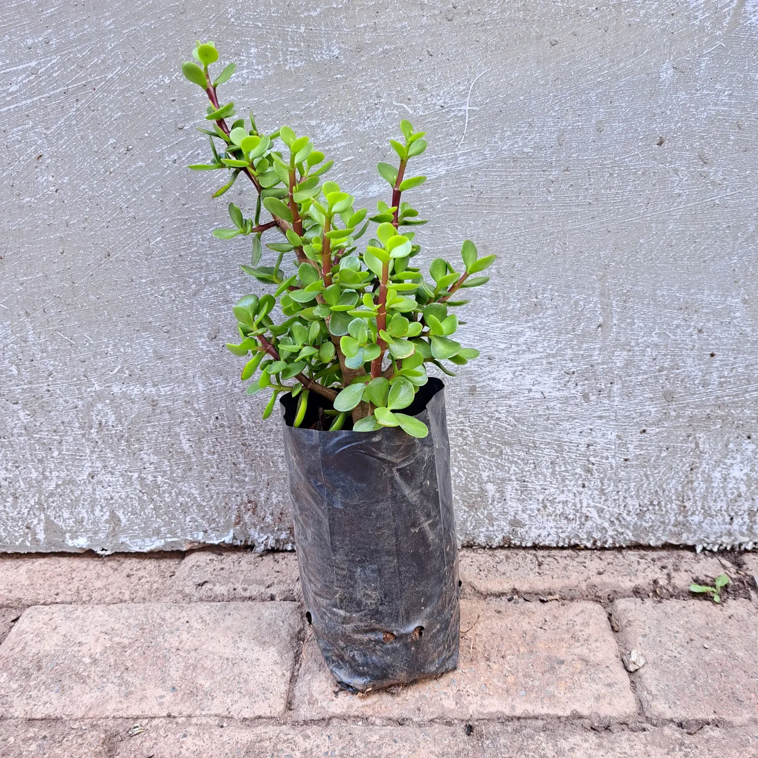 Portulacaria Afra (Spekboom) 2.5L