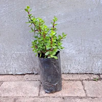 Portulacaria Afra (Spekboom) 2.5L