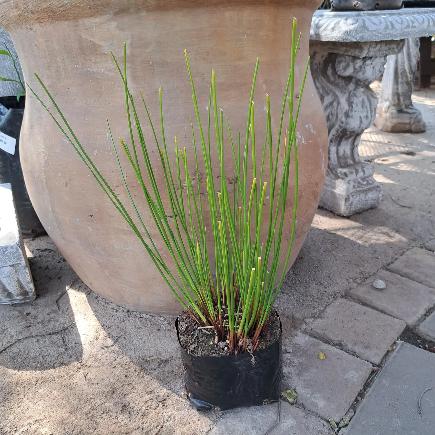 Juncus Krausii 3L