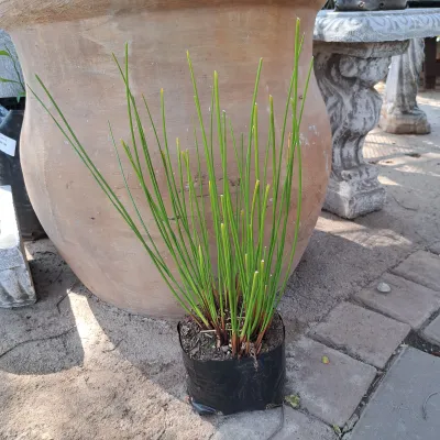 Juncus Krausii 3L