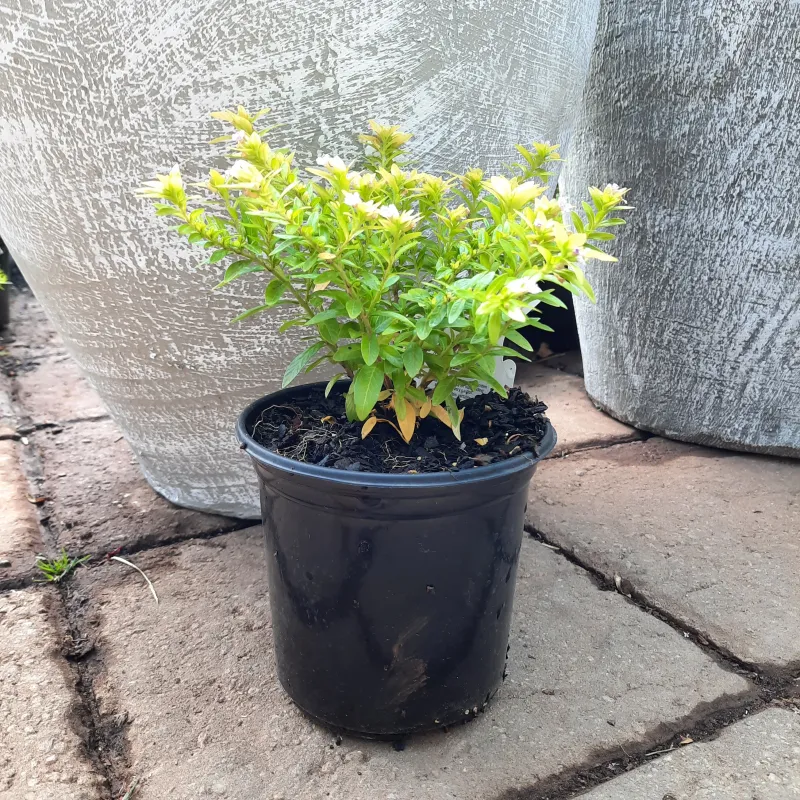 Cuphea Hyssopifolia "Lemon False Heather" 15cm