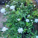 Iceberg Rose Bush 4L White