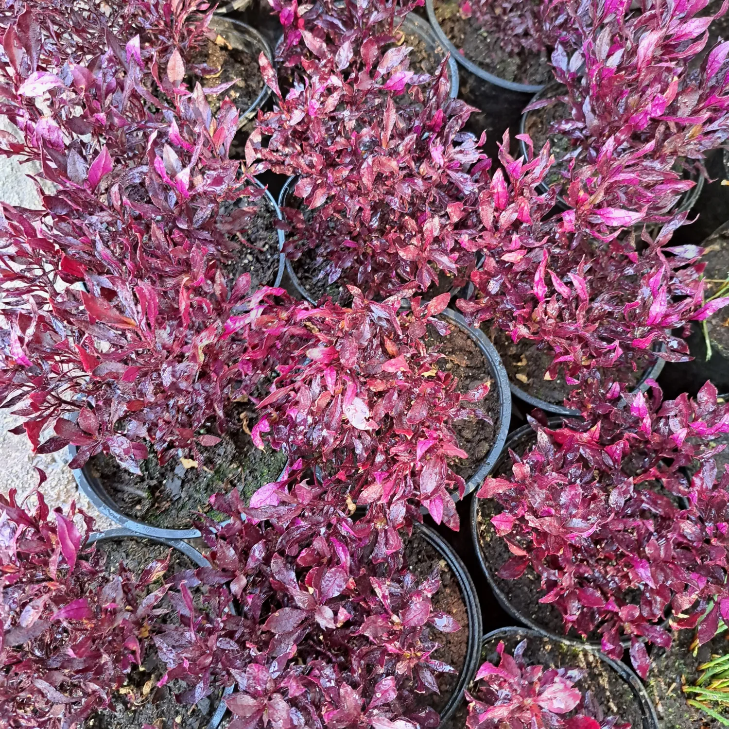 Alternanthera Ruby Red 15cm Pot