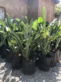 Strelitzia Reginea 20 liters