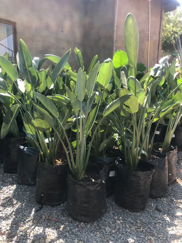 Strelitzia Reginea 20 liters