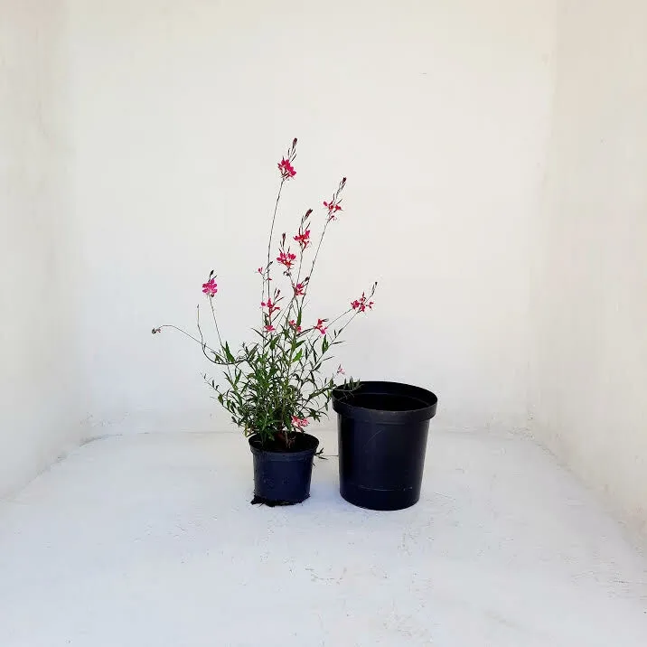 25cm Liner Black
