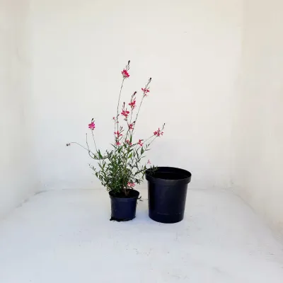 25cm Liner Black