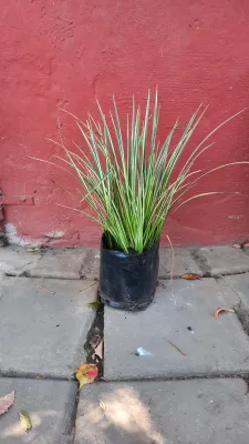 Acorus Gramineus Variegata "Variegated Sweet Flag" 2 Liter