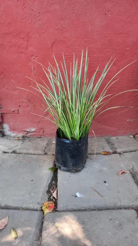 Acorus Gramineus Variegata "Variegated Sweet Flag" 2 Liter