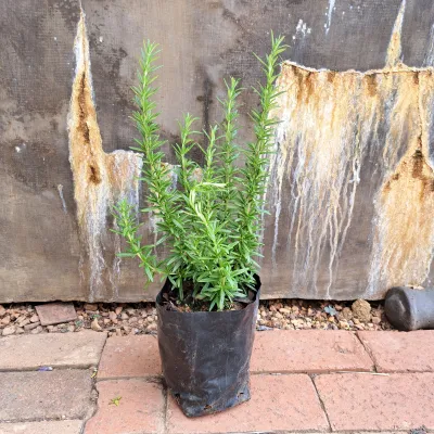 Rosemary "Rosmarinus Officinalis" 2Liter