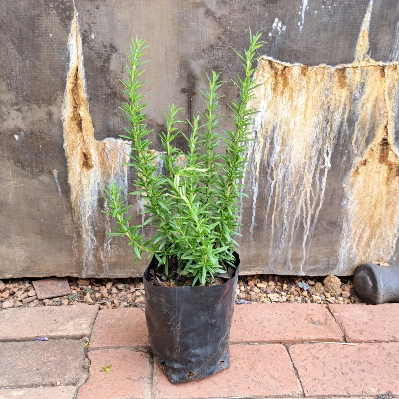 Rosemary "Rosmarinus Officinalis" 2Liter