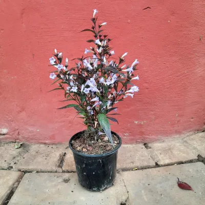 Strobilanthes Dyerianus "Persian Shield" 15cmPot