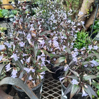 Strobilanthes 15cm Pot