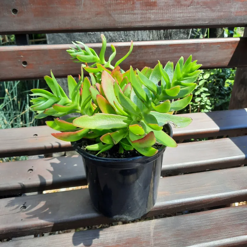 Crassula Capitella "Campfire Crassula" 15cmPot