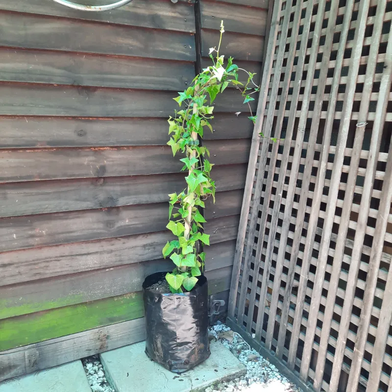 Senecio Macroglossus Variegatus "Variegated Wax Ivy" 10Liter