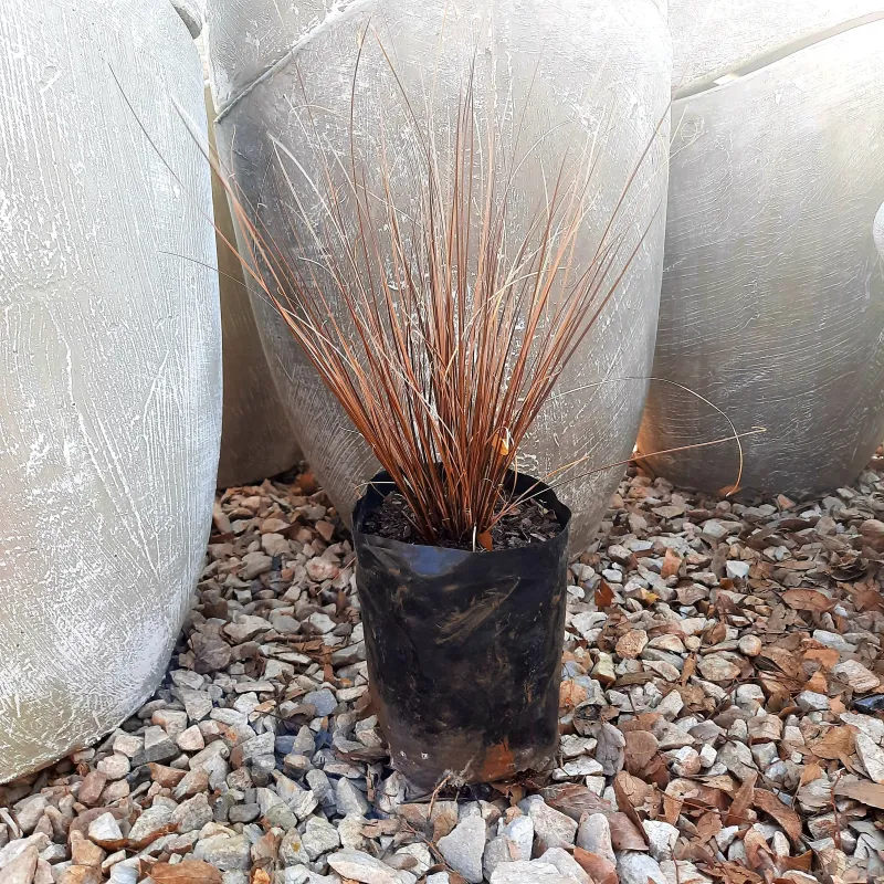 Carex Bronze "Bronze Sedge" 2 Liter Landscaping
