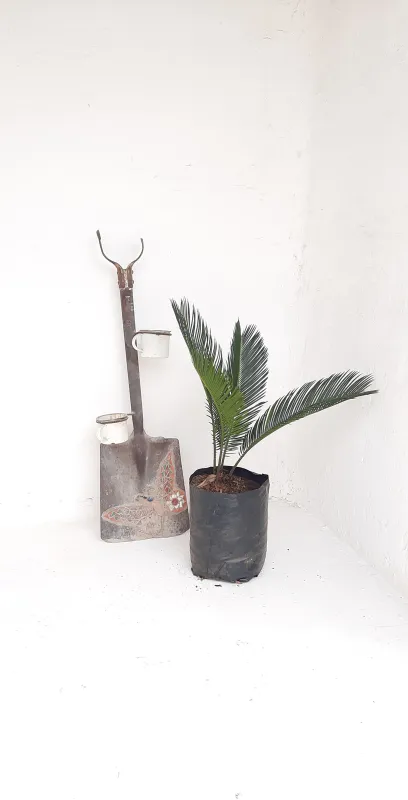 Cycas Revoluta 10L