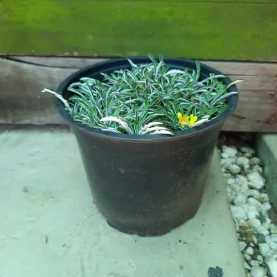 Dymondia Margaretae "Silver Carpet" 15cm Pot
