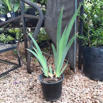 Dutch Iris "Iris X Hollandica" 15cm Pots