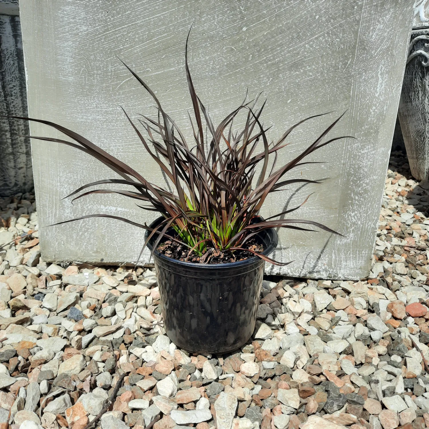 Phormium Rubra Nana 15cm Pot