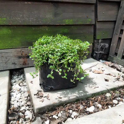 Mentha Requinii "Corsican Mint" 2Liter