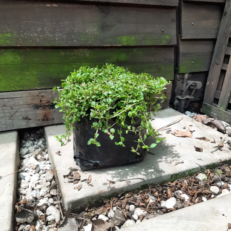 Mentha Requinii "Corsican Mint" 2Liter