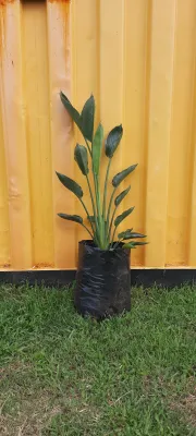 Strelitzia Reginae "Bird Of Paradise" 20Liters