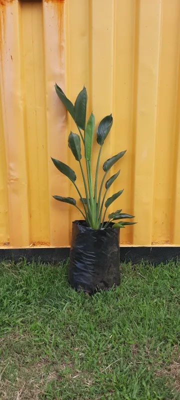 Strelitzia Reginae "Bird Of Paradise" 20Liters