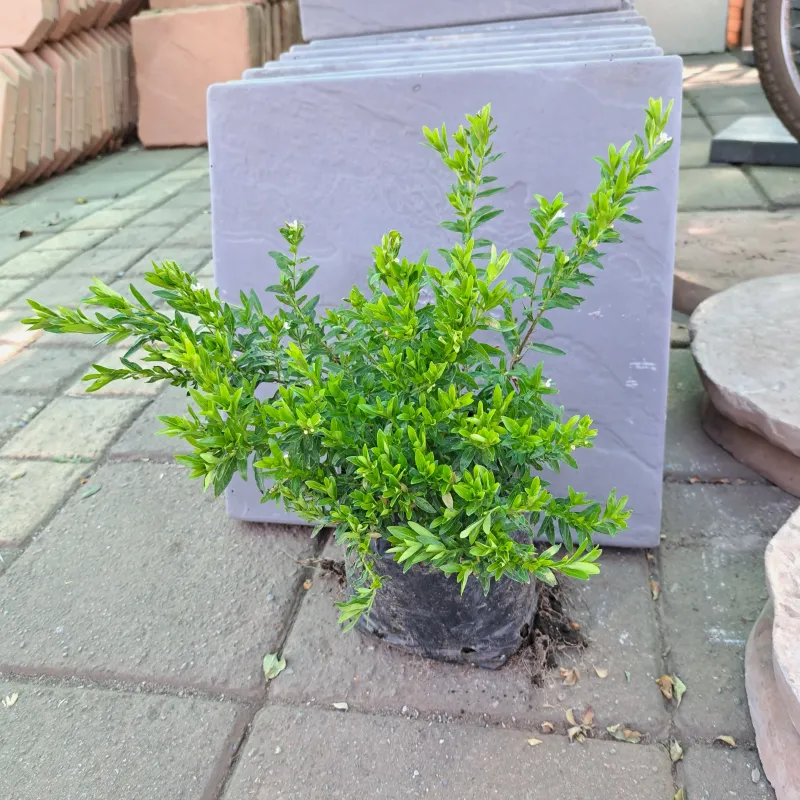 Cuphea Hyssopifolia "White Mexican Heather" 4L